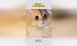 小猫咪热点爆料视频,萌宠瞬间引发网友热议！